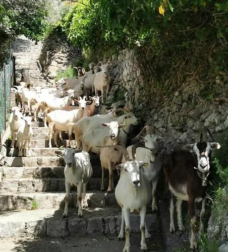 Casa vacanze Estate4home - Goat Path Positano